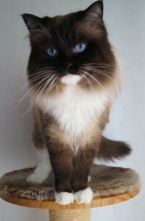 Kitten, Ragdollkitten, Reinrassige Ragdollkitten, Katzen Babys,Kätzchen