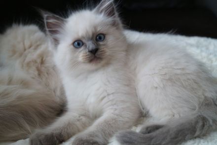 Kitten, Ragdollkitten, Reinrassige Ragdollkitten, Katzen Babys,Kätzchen