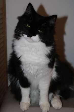 Zwei Maine Coon Mischlingskater suchen ein liebevolles Zuhause