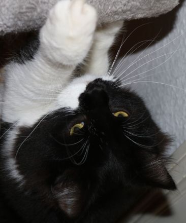 Zwei Maine Coon Mischlingskater suchen ein liebevolles Zuhause