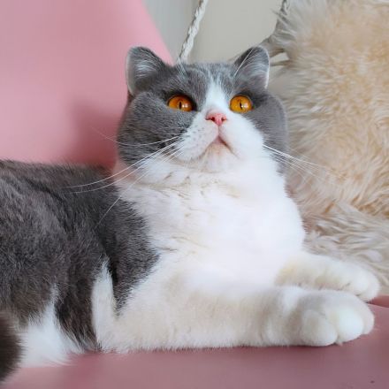 Cattery of BRInfinity