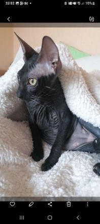 Katzen vermisst !! Kein Verkauf !!