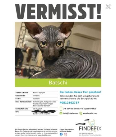 Katzen vermisst !! Kein Verkauf !!