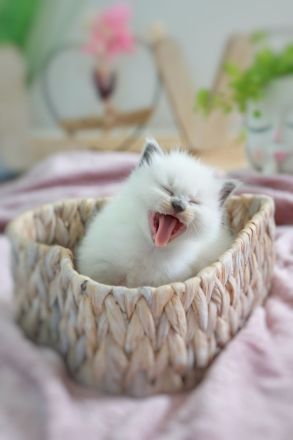 Noch ein süßes Heilige Birma Kitten abzugeben (reinrassig)