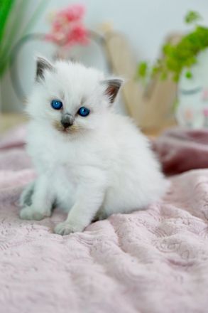 Noch ein süßes Heilige Birma Kitten abzugeben (reinrassig)