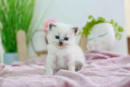 Noch ein süßes Heilige Birma Kitten abzugeben (reinrassig)