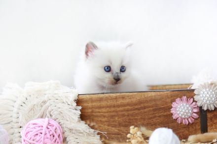 Noch ein süßes Heilige Birma Kitten abzugeben (reinrassig)