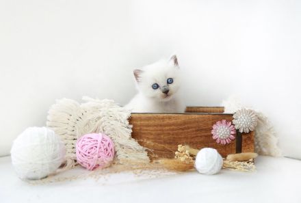 Noch ein süßes Heilige Birma Kitten abzugeben (reinrassig)