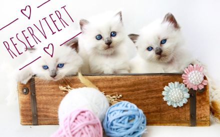 Noch ein süßes Heilige Birma Kitten abzugeben (reinrassig)