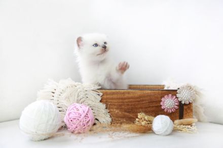 Noch ein süßes Heilige Birma Kitten abzugeben (reinrassig)