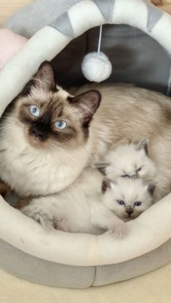 Noch ein süßes Heilige Birma Kitten abzugeben (reinrassig)