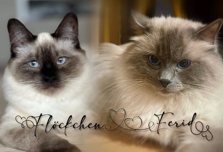 Noch ein süßes Heilige Birma Kitten abzugeben (reinrassig)