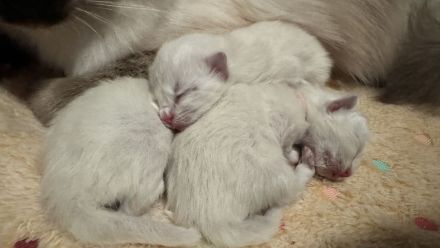 Noch ein süßes Heilige Birma Kitten abzugeben (reinrassig)