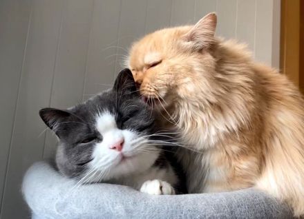 2 liebe Katzen suchen 5* Zuhause