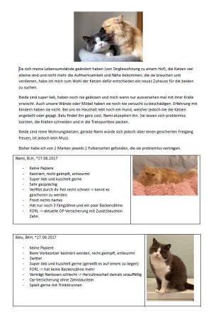 2 liebe Katzen suchen 5* Zuhause