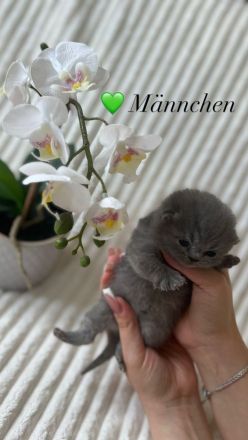 Reinrassige Britisch Kurzhaar Kätzchen in Lilac & Blue