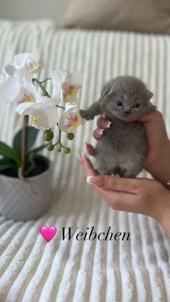 Reinrassige Britisch Kurzhaar Kätzchen in Lilac & Blue