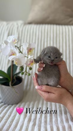 Reinrassige Britisch Kurzhaar Kätzchen in Lilac & Blue