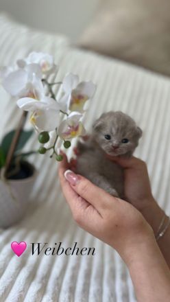 Reinrassige Britisch Kurzhaar Kätzchen in Lilac & Blue