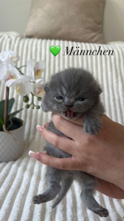 Reinrassige Britisch Kurzhaar Kätzchen in Lilac & Blue