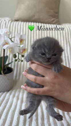 Reinrassige Britisch Kurzhaar Kätzchen in Lilac & Blue