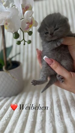 Reinrassige Britisch Kurzhaar Kätzchen in Lilac & Blue