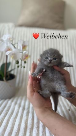 Reinrassige Britisch Kurzhaar Kätzchen in Lilac & Blue