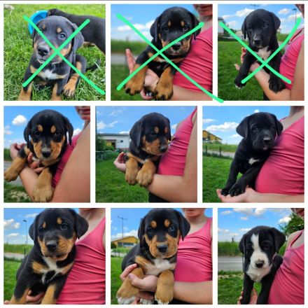 Großer Schweizer Sennenhund-Labrador Welpen