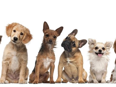 Familienmitglied gesucht