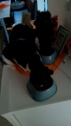 2 süsse Katzen suchen neues Zuhause