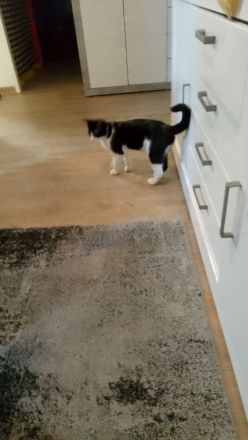 2 süsse Katzen suchen neues Zuhause