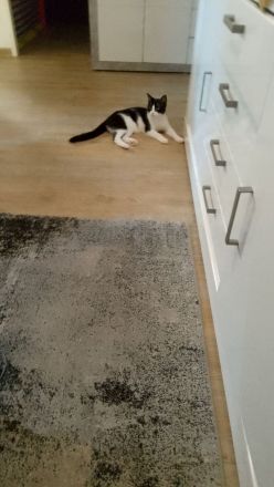 2 süsse Katzen suchen neues Zuhause