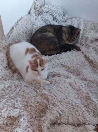 Katzengeschwister Merle und Frieda suchen ein neues Zuhause