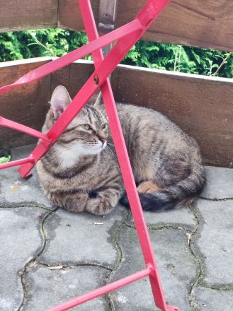 Katzengeschwister Merle und Frieda suchen ein neues Zuhause