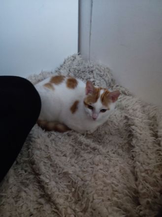 Katzengeschwister Merle und Frieda suchen ein neues Zuhause