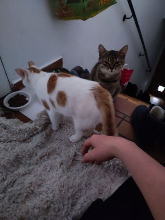 Katzengeschwister Merle und Frieda suchen ein neues Zuhause