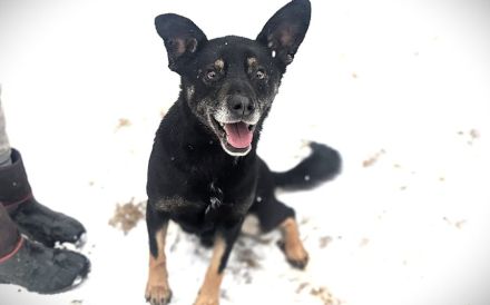 Kleiner Schäferhund-Mix Wayra sucht sein Zuhause!