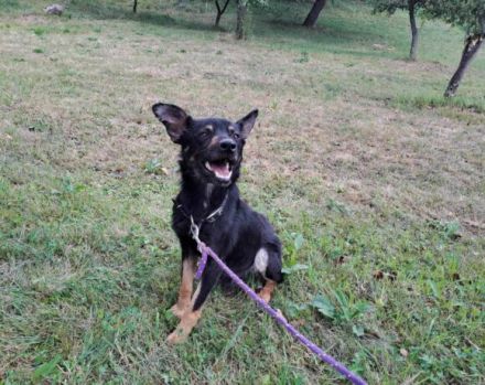 Kleiner Schäferhund-Mix Wayra sucht sein Zuhause!