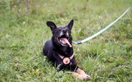 Kleiner Schäferhund-Mix Wayra sucht sein Zuhause!