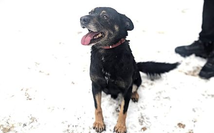 Kleiner Schäferhund-Mix Wayra sucht sein Zuhause!