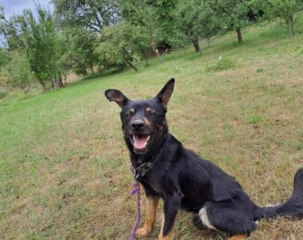 Kleiner Schäferhund-Mix Wayra sucht sein Zuhause!