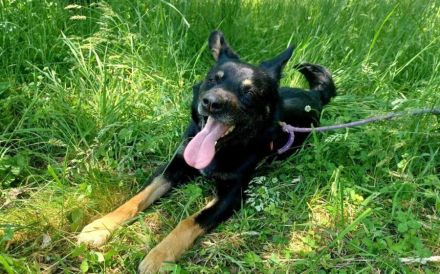 Kleiner Schäferhund-Mix Wayra sucht sein Zuhause!