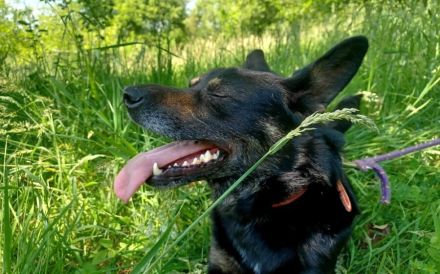 Kleiner Schäferhund-Mix Wayra sucht sein Zuhause!