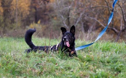 Kleiner Schäferhund-Mix Wayra sucht sein Zuhause!