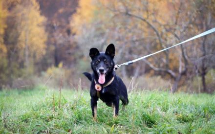 Kleiner Schäferhund-Mix Wayra sucht sein Zuhause!