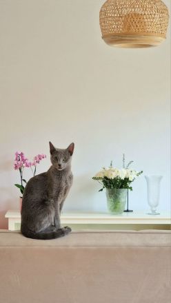 Katzenbetreuung benötigt