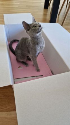 Katzenbetreuung benötigt