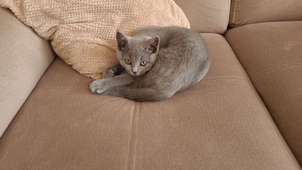 BKH Weibchen in liebevolle Hände zu überleben