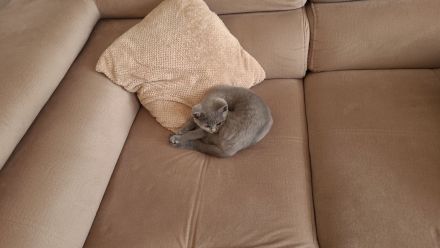 BKH Weibchen in liebevolle Hände zu überleben