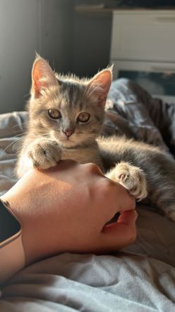 Unser BKH-EKH Junge sucht AB SOFORT sein Zuhause